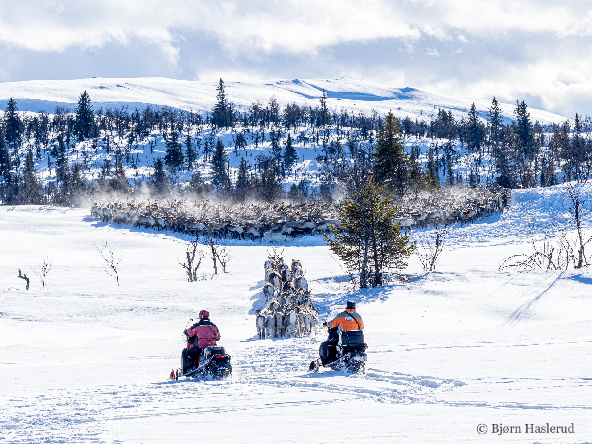 Rein ved hyttefelt i Valdres