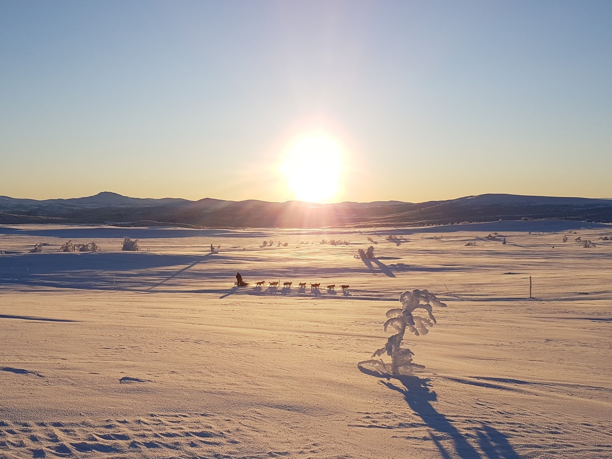 Hundekjøring i soloppgang på snødekte vidder i Langsua Nasjonalpark.